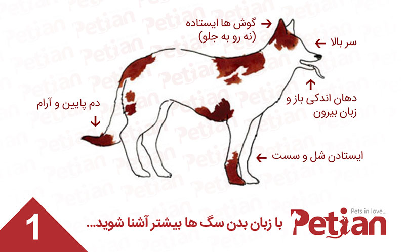 حالت آرام و منطقی سگ