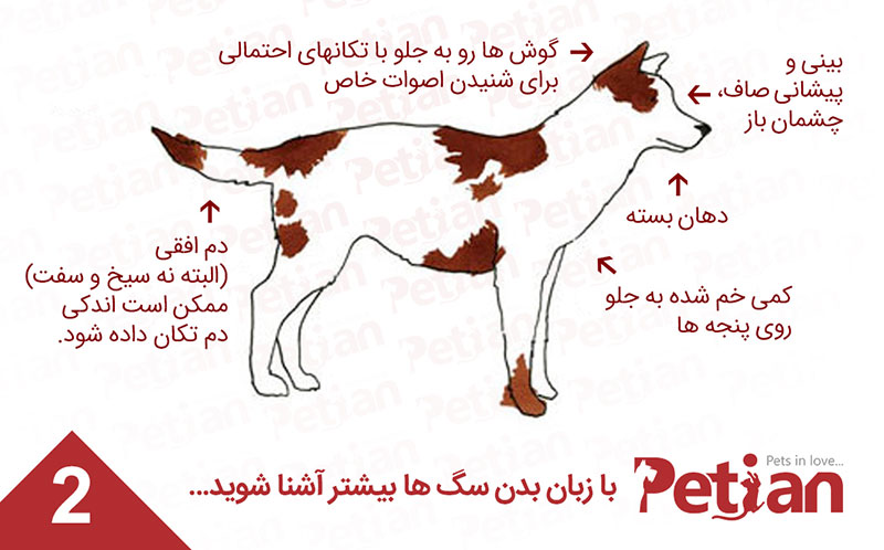 حالت هشدار زبان بدن سگ