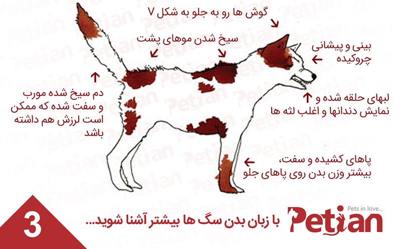 حالت تهاجمی زبان بدن سگ
