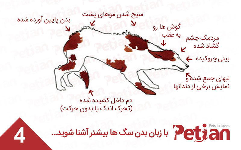 حالت ترسیده زبان بدن سگ