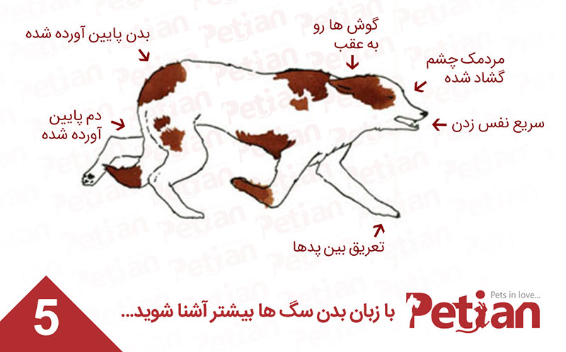 حالت مضطرب زبان بدن سگ