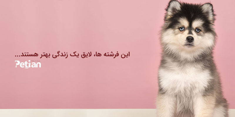 زندگی بهتری برای پت ها بسازیم