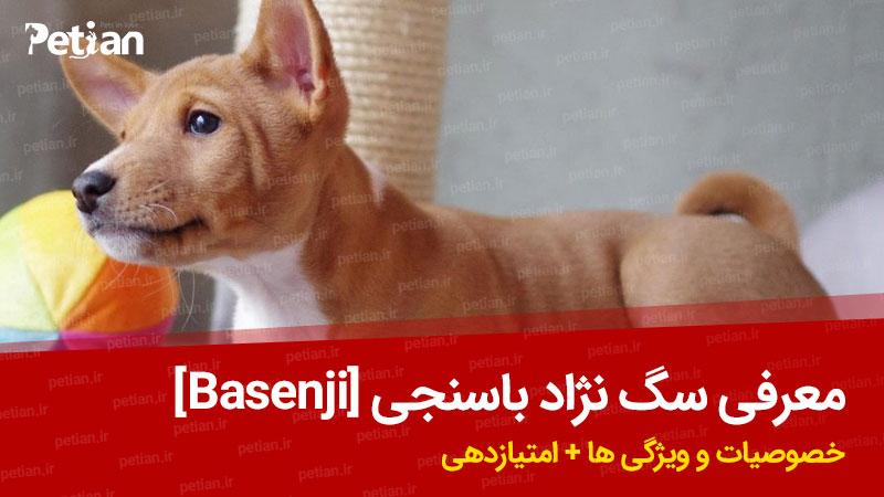 معرفی سگ نژاد باسنجی