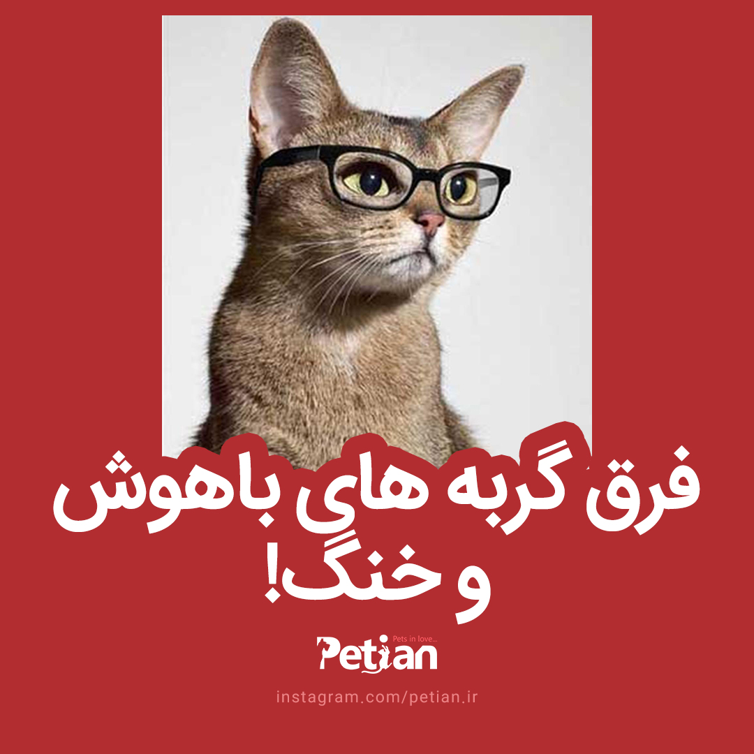 فرق گربه های باهوش و خنگ