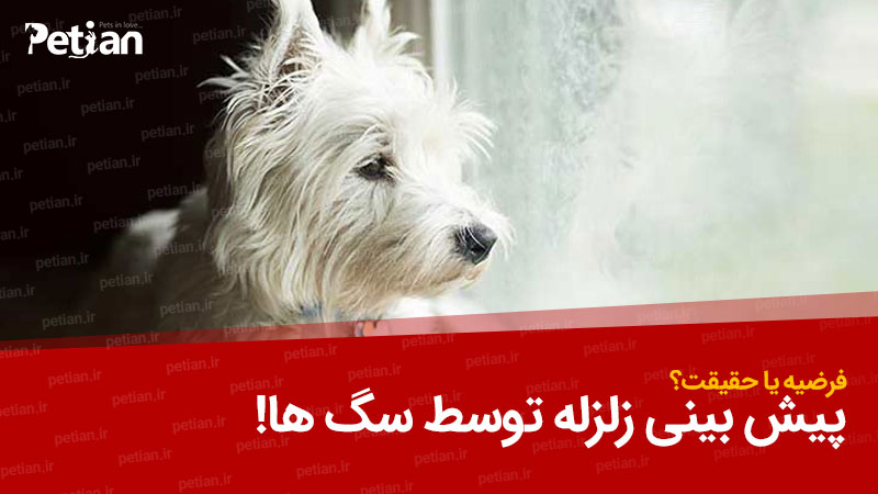 پیش بینی زلزله توسط سگ ها