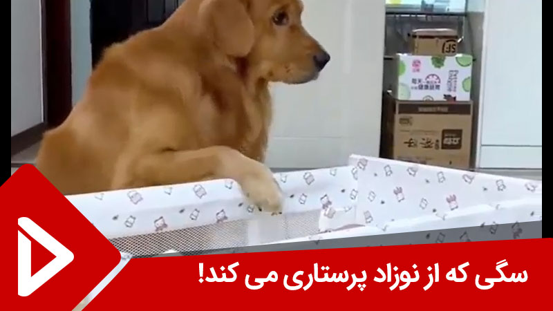 سگی که از نوزاد پرستاری می کند