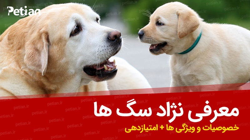 معرفی نژاد سگها