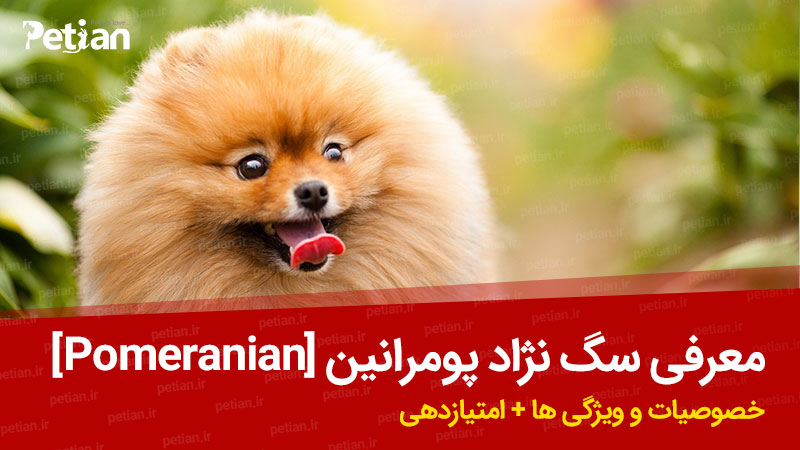 معرفی سگ نژاد پومرانین