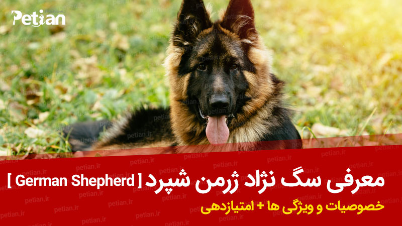 معرفی سگ نژاد ژرمن شپرد
