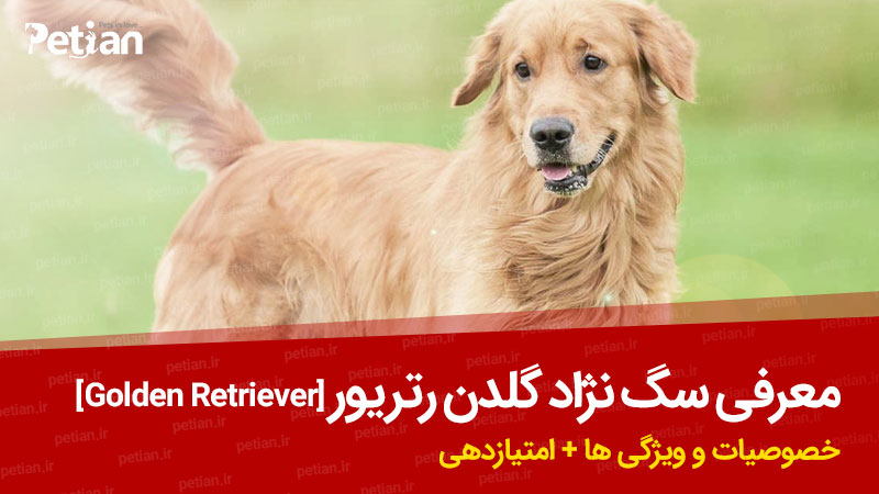 سگ نژاد گلدن رتریور