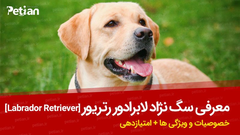 معرفی سگ نژاد لابرادور ریتریور