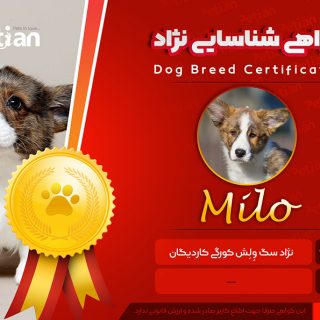 گواهی شناسایی نژاد سگ و گربه