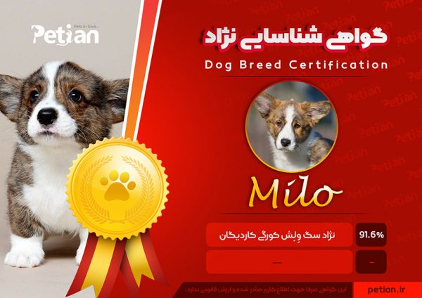 گواهی شناسایی نژاد سگ و گربه